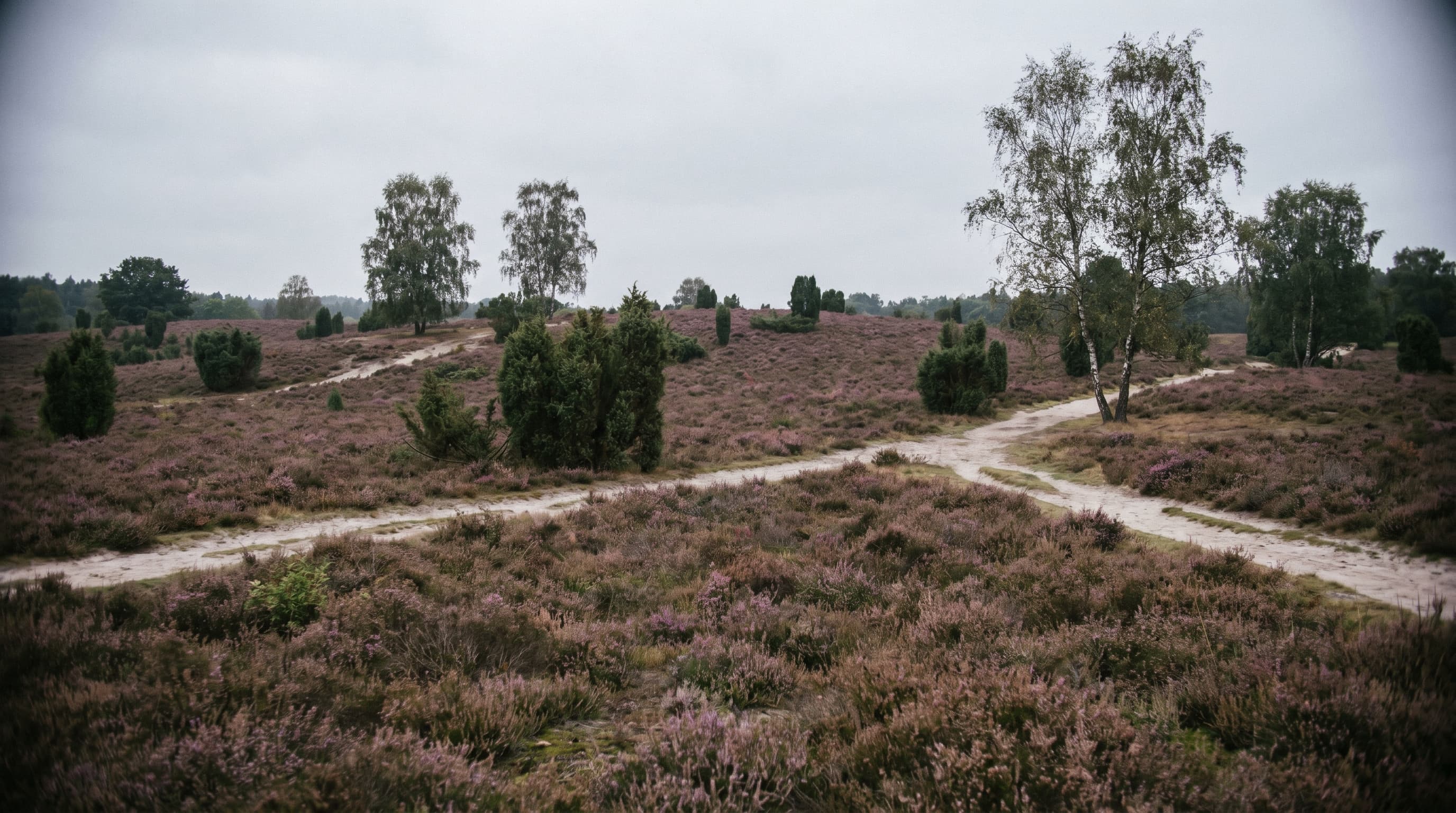 Luftaufnahme der Lüneburger Heide in der Morgendämmerung